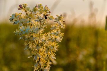 yarrow in the frost and morning mist by the pond