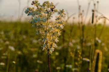 yarrow in the frost and morning mist by the pond