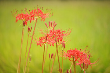 田んぼに咲く彼岸花