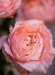 Blooming roses, bush rose macro photo. Close up of a Peach Colored Rose. Focus on a peach-colored rose. Unfocused blur rose petals. flower of rose close-up. Natural background. 
