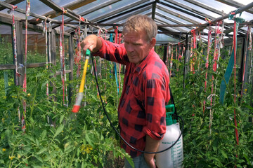 A farmer sprays tomatoes with pesticides in a greenhouse. Protection of vegetables from insects.