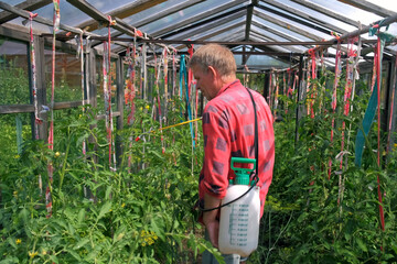 A farmer sprays tomatoes with pesticides in a greenhouse. Protection of vegetables from insects.