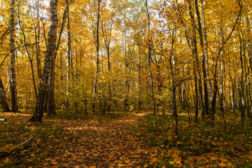Autumn in a birch forest near the city of Samara