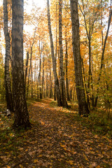 Autumn in a deciduous forest near the city of Samara
