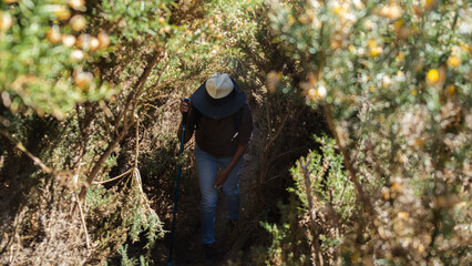Woman with a hat hiking among the heathland in mountains