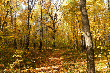 Play of light in an autumn deciduous forest near the city of Samara
