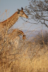 giraffe in nature 