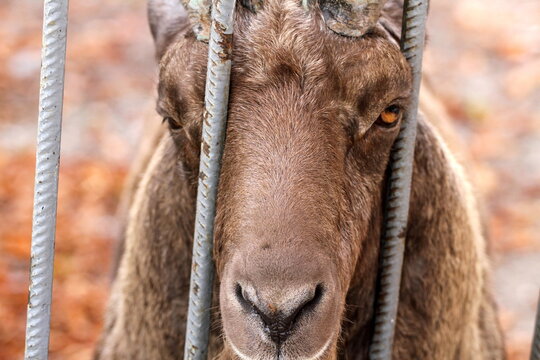 close-up of a mountain goat in a zoo