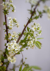 White blooming spirea flowers. Blurred background. Macro photo of spirea bunch.