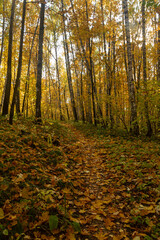 Fototapeta premium A path in an autumn deciduous forest near the city of Samara
