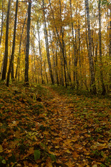A path in an autumn deciduous forest near the city of Samara