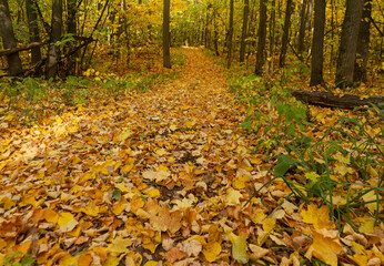 A path with autumn leaves in a forest near the city of Samara