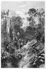 Part of tangled vegetated australian forest in Victoria colony. Ancient grey tone etching style art by Francais and Minnie, Le Tour du Monde, Paris, 1861 - 385229759