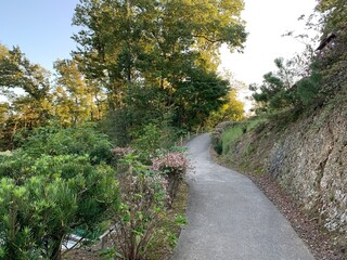 path in the woods