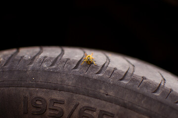 wasp on tire