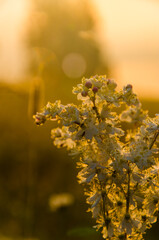 yarrow in the frost and morning mist by the pond