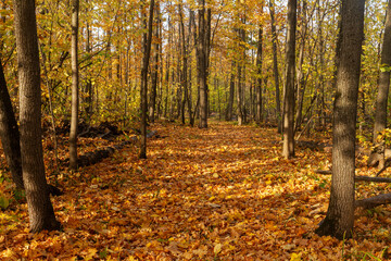 Deciduous autumn forest in the vicinity of the city of Samara