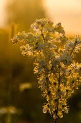 yarrow in the frost and morning mist by the pond