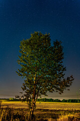 Tree in The Night with Starry Sky 