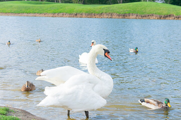 Wild swan on the grass