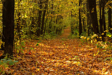 Light rays in an autumn forest near the city of Samara
