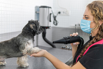 Using a hair dryer to care for a Shih Tzu puppy after a bath, in a veterinary clinic or dog...