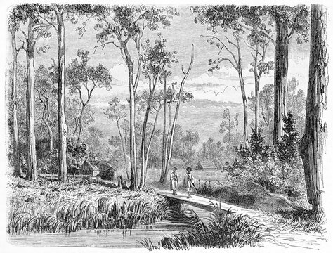 People in deep australian nature with straight trees Dalry station landscape, Victoria state, Australia. Ancient grey tone etching style art by Girardet and Gauchard, Le Tour du Monde, Paris, 1861