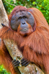 Orangutan, Pongo pygmaeus, Tanjung Puting National Park, Borneo, Indonesia © Al Carrera