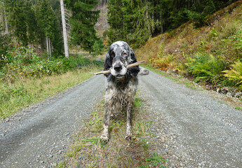 English Setter retrieving a stick