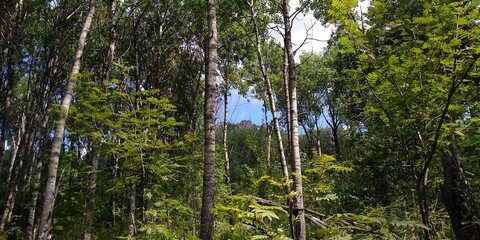 forest in the morning