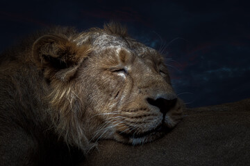 portrait of a sleeping lion