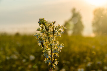 yarrow in the frost and morning mist by the pond