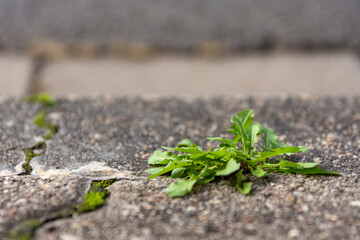 dandelion growing through cracks in paving