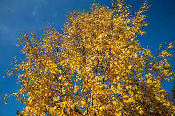 colourful birch leaves in autumn