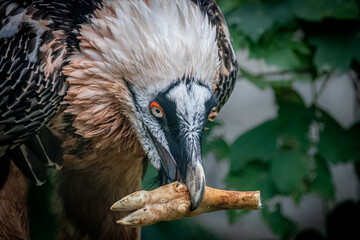 portrait of a bearded vulture