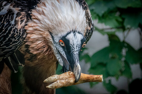portrait of a bearded vulture