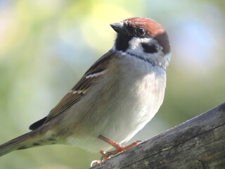 Tree sparrow (Passer montanus) perching with head tilted sideways, perching on a tree branch with creamy blurry background behind