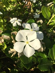 Full white periwinkle flowers and green background and sunset light