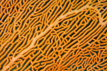 Gorgonian, Sea Fan, Sea Whips, Coral Reef, South Ari Atoll, Maldives, Indian Ocean, Asia