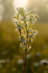 yarrow in the frost and morning mist by the pond