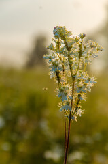 yarrow in the frost and morning mist by the pond