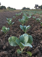 Chinese kale in the vegetable growing field