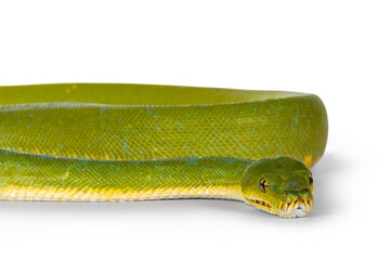 Detail of  head of adult Green Tree Python aka Morelia viridis on flat surface. Isolated on white background.