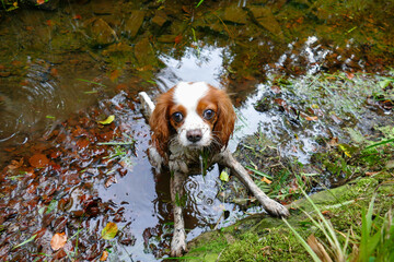 Cavalier King Charles Spaniel looking up after falling in a muddy pool
