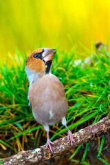 Hawfinch, Coccothraustes coccothraustes, Forest Pond, Mediterranean Forest, Castile and Leon, Spain, Europe