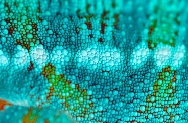 Fototapeten Close up of chameleon's skin. Detail of macro particle of reptile skin. © vladimirhodac