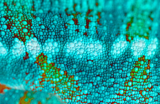 Close up of chameleon's skin. Detail of macro particle of reptile skin.