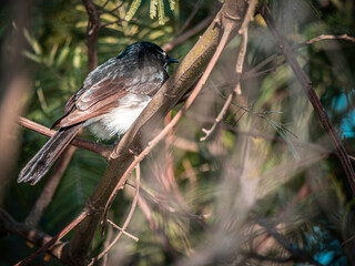Fairy Wren Back
