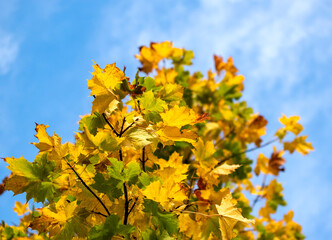 Colorful golden maple leaf's in autumn against blue sunny sky background. 