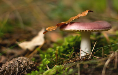 Russula edible mushroom in autumn forest. Beautiful nature